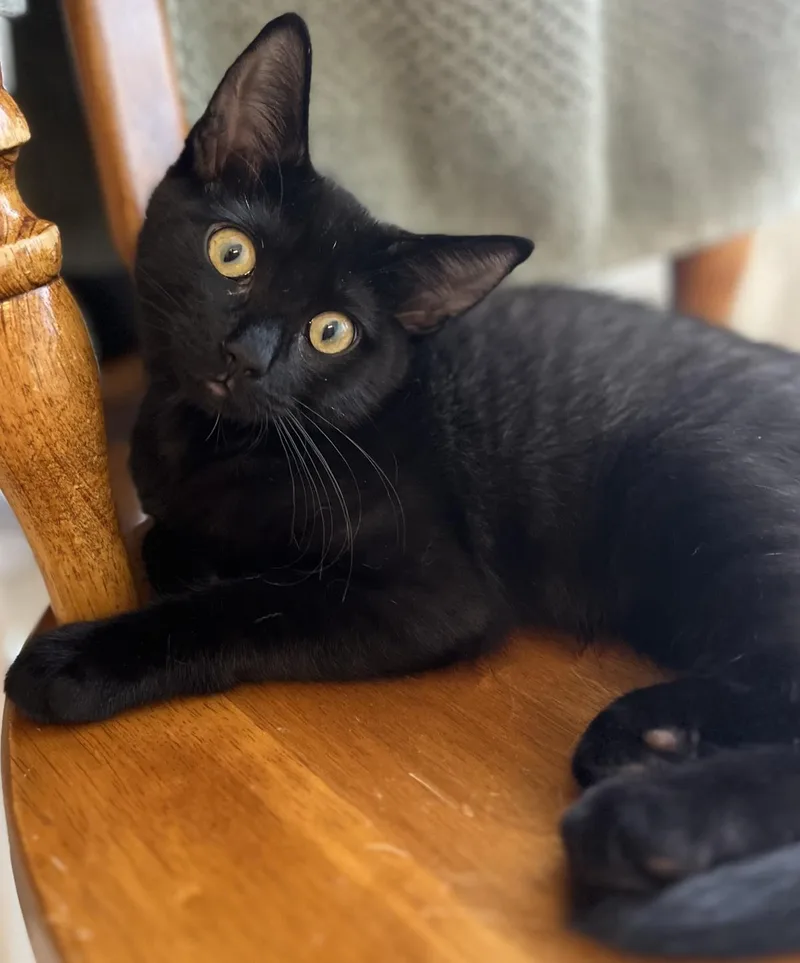 A baby medium-sized female Black Domestic Short Hair cat named Sprite Cranberry for adoption in Chandler, AZ