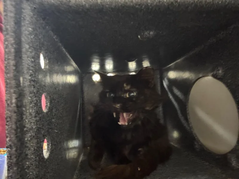 A young medium-sized female Domestic Long Hair cat named Yorczyk Feral for adoption in Danielsville, GA