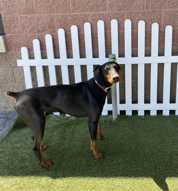 An adult large-sized male Doberman Pinscher dog named A for adoption in Modesto, CA