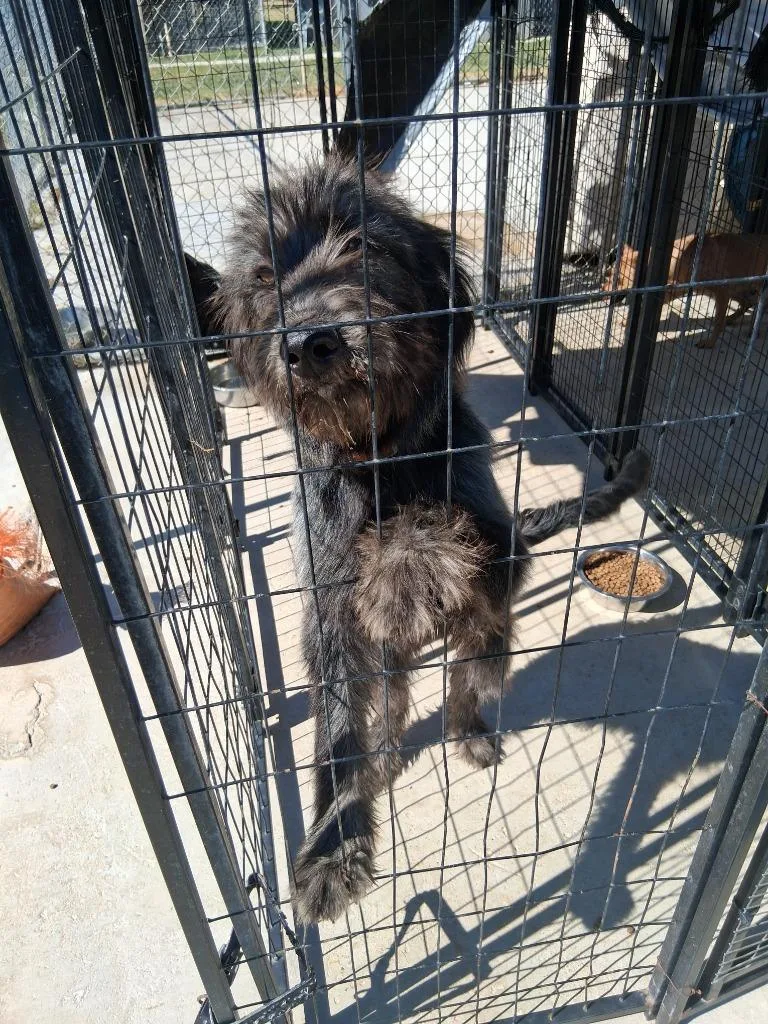 A baby medium-sized female German Wirehaired Pointer dog named Lily for adoption in Brownwood, TX