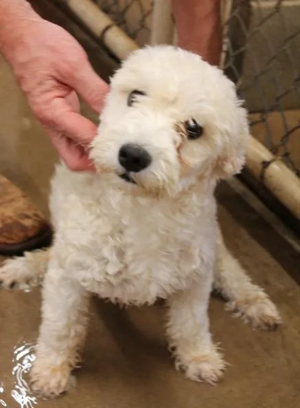 A young small-sized male Poodle dog named Button for adoption in Thompson Falls, MT