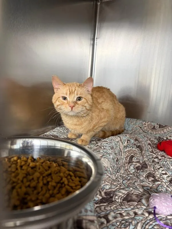 Baby Cheeks thumbnail 2