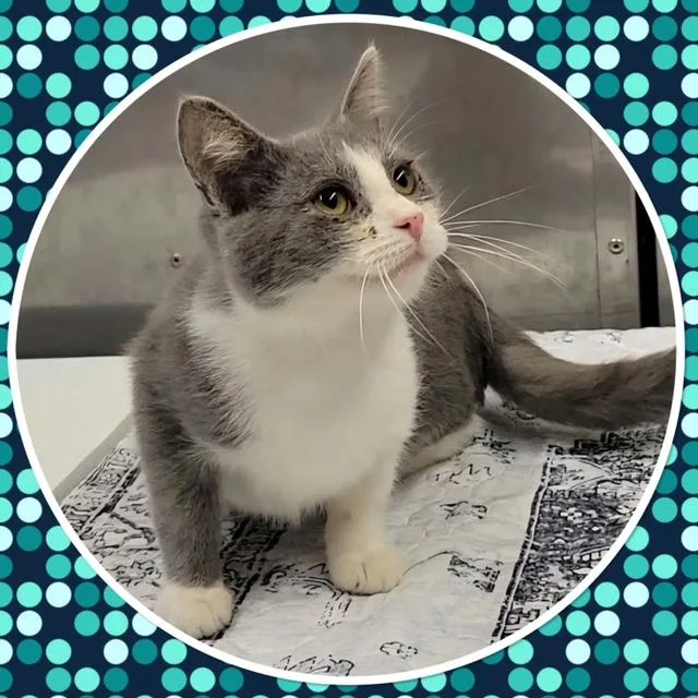 A baby small-sized male Gray & White Domestic Short Hair cat named Ducky for adoption in Buckhannon, WV