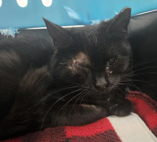 A young small-sized female Domestic Short Hair cat named Monocle for adoption in Millersville, MD