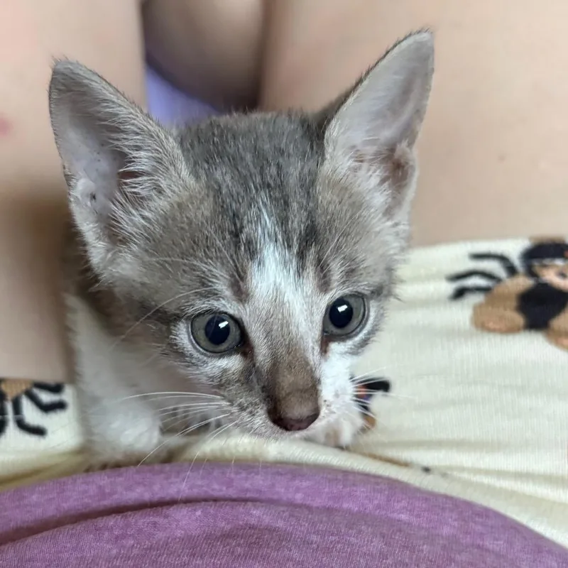 A baby small-sized male Gray / Blue / Silver Domestic Short Hair cat named Nuggie for adoption in League City, TX