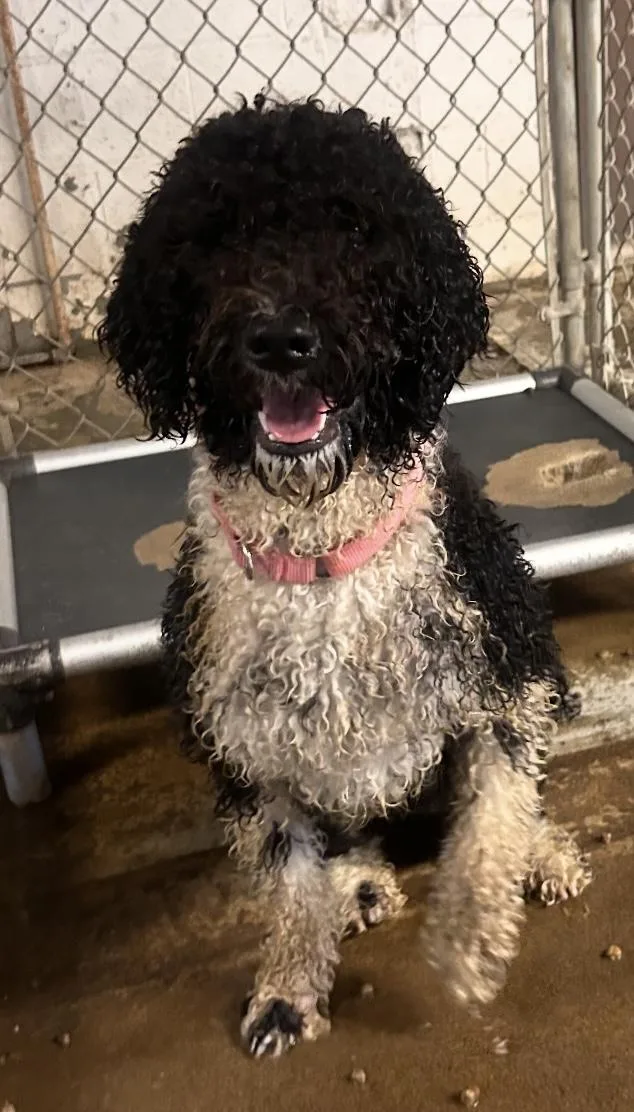 A young medium-sized female Black Poodle dog named Lola HOLD for adoption in Canton, OH