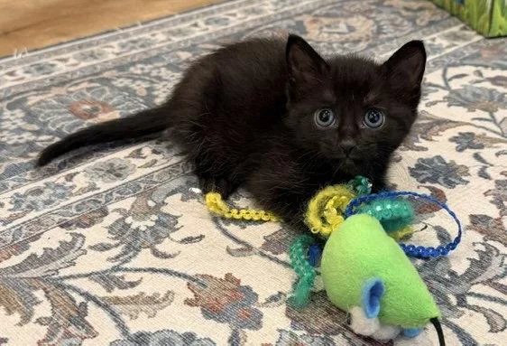 A baby medium-sized female Domestic Short Hair cat named Aileen for adoption in Buford, GA