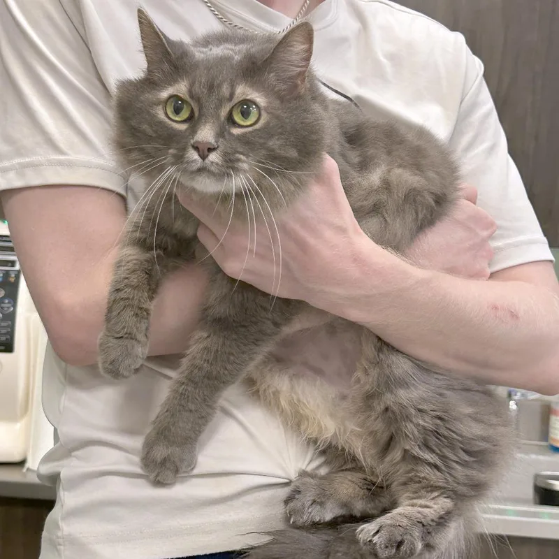 An adult medium-sized female Gray / Blue / Silver Domestic Long Hair cat named Cinnamon for adoption in Franklin, TN