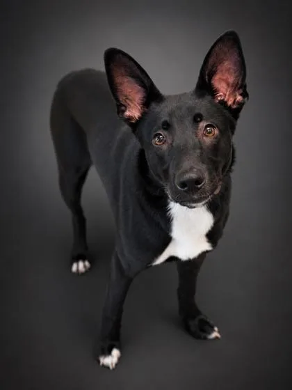 An adult medium-sized male Shepherd dog named Draco for adoption in Bowling Green, KY