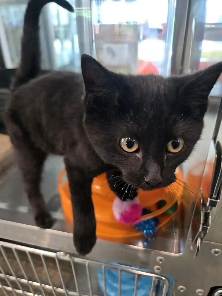 Johnny Cash thumbnail 2