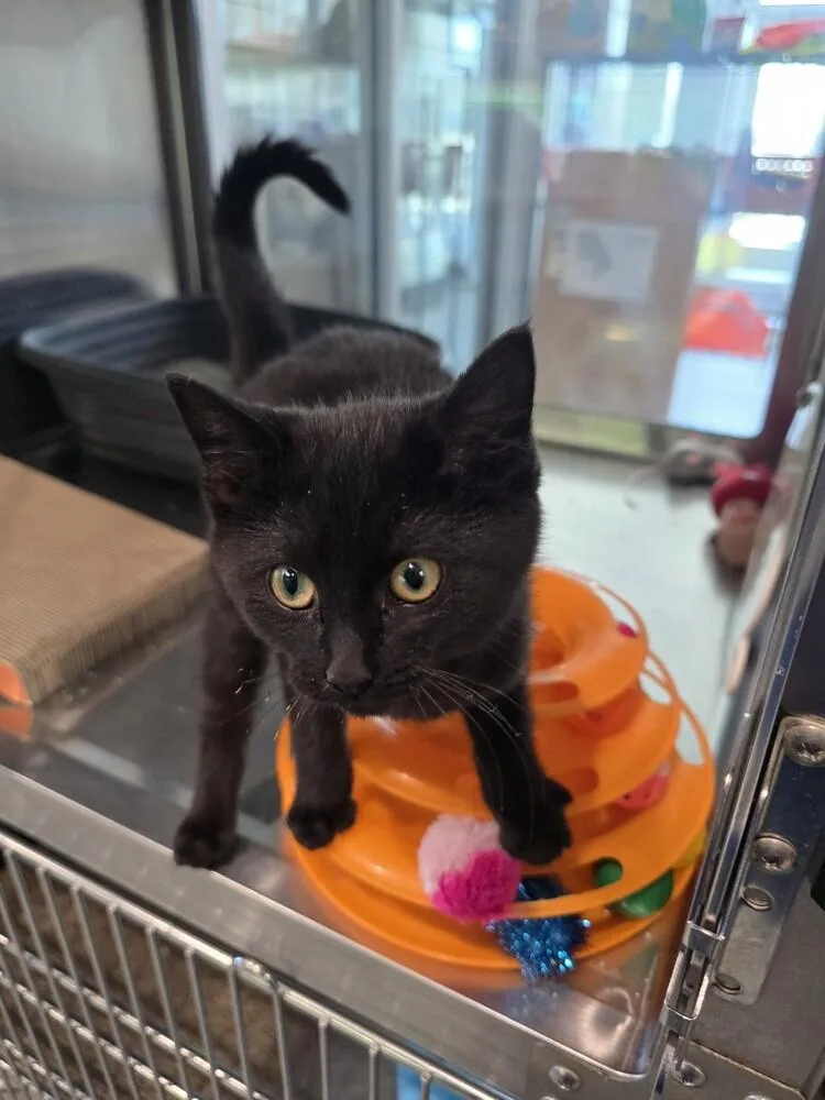 Johnny Cash thumbnail 3