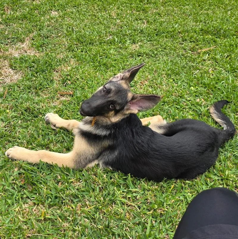 A young medium-sized female Yellow / Tan / Blond / Fawn German Shepherd Dog named Nyx for adoption in Richmond, TX