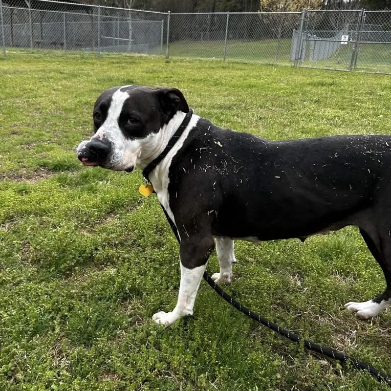 A senior large-sized female Black American Staffordshire Terrier dog named Martha Stu for adoption in Greenville, SC