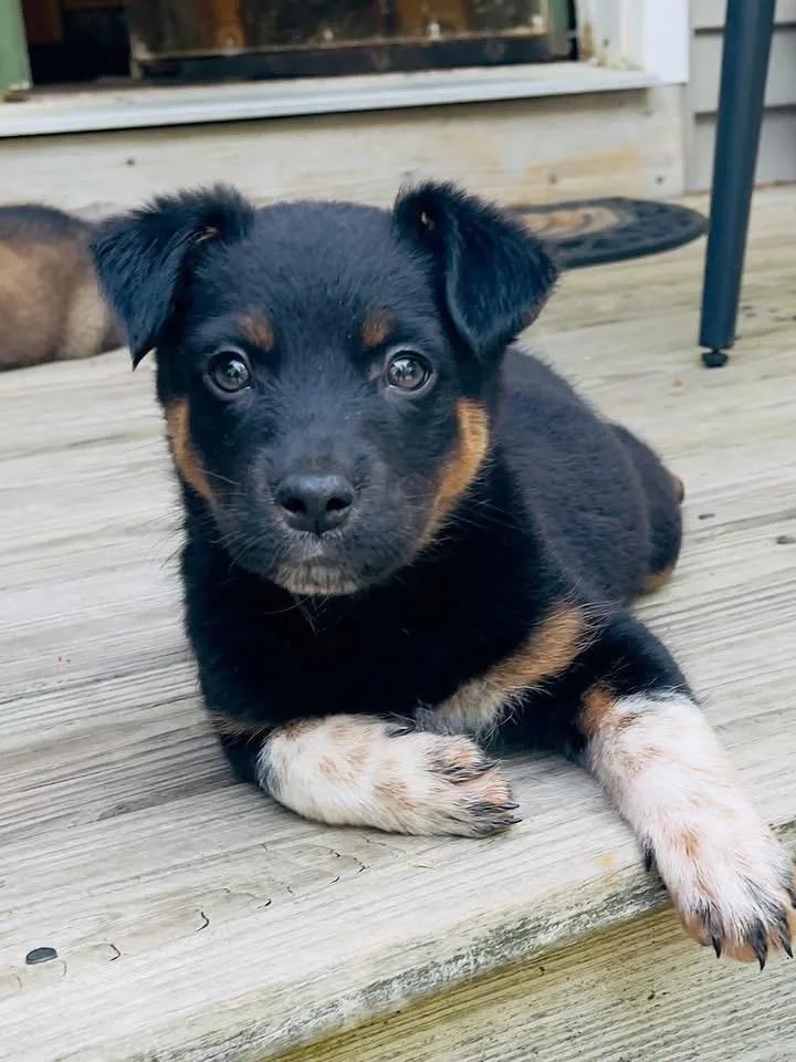 A baby large-sized female Shepherd dog named Lainey for adoption in Berlin, NJ
