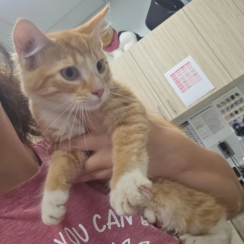 A baby small-sized male Orange / Red Domestic Short Hair cat named Ron for adoption in Chattanooga, TN