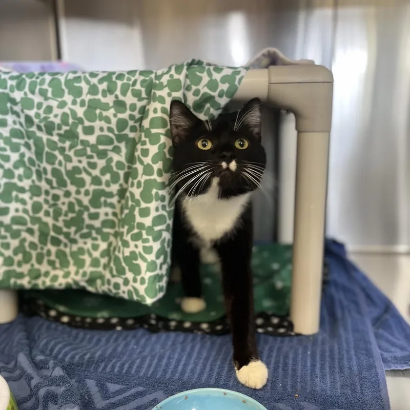 Bolognese thumbnail 2