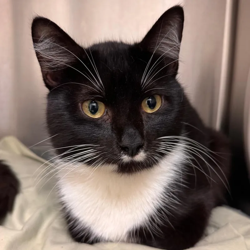 Bolognese thumbnail 3