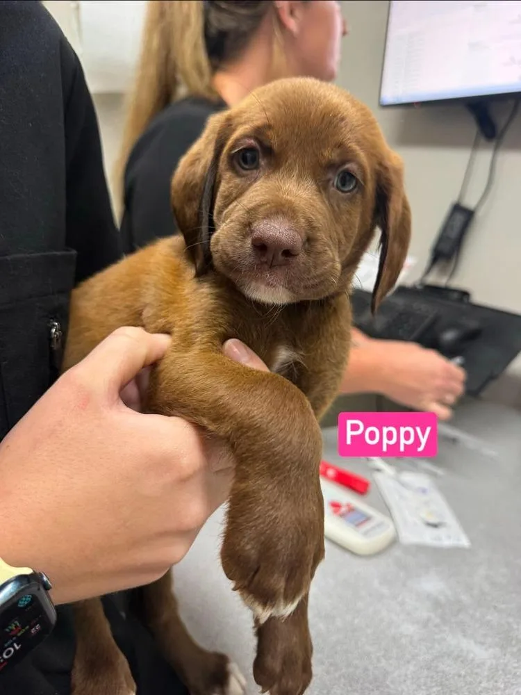 Poppy thumbnail 3