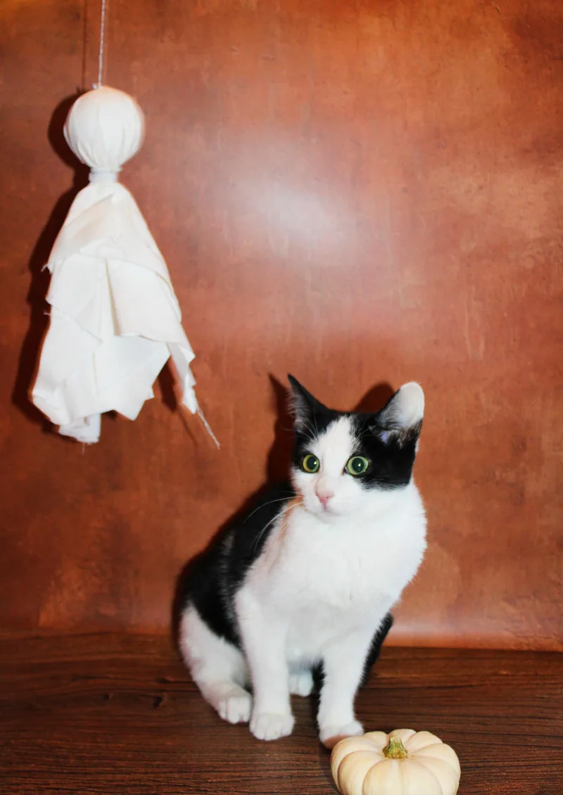 A baby small-sized male Tuxedo cat named Panda for adoption in Lees Summit, MO
