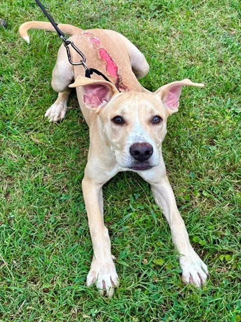 A young medium-sized female Labrador Retriever dog named Frosty Puff for adoption in York, SC