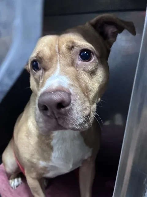 An adult large-sized female Pit Bull Terrier dog named Princess for adoption in Fort Myers, FL