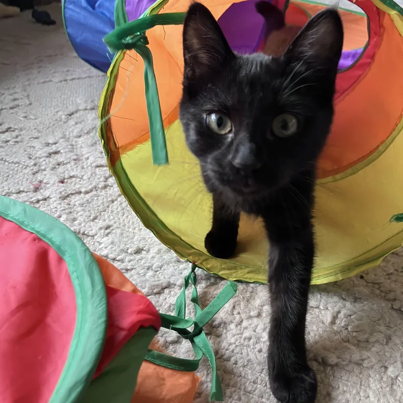 A baby medium-sized female Black Domestic Short Hair cat named Artemis for adoption in Springfield, OR
