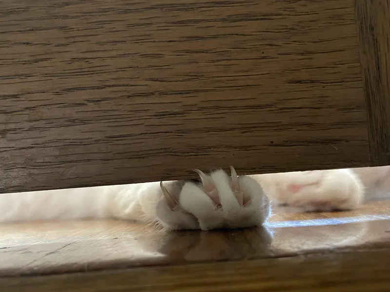 Myrtle thumbnail 2