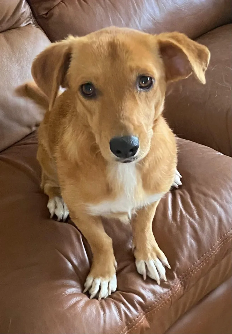A baby small-sized female White / Cream Shepherd dog named Ece for adoption in Kirkland, WA