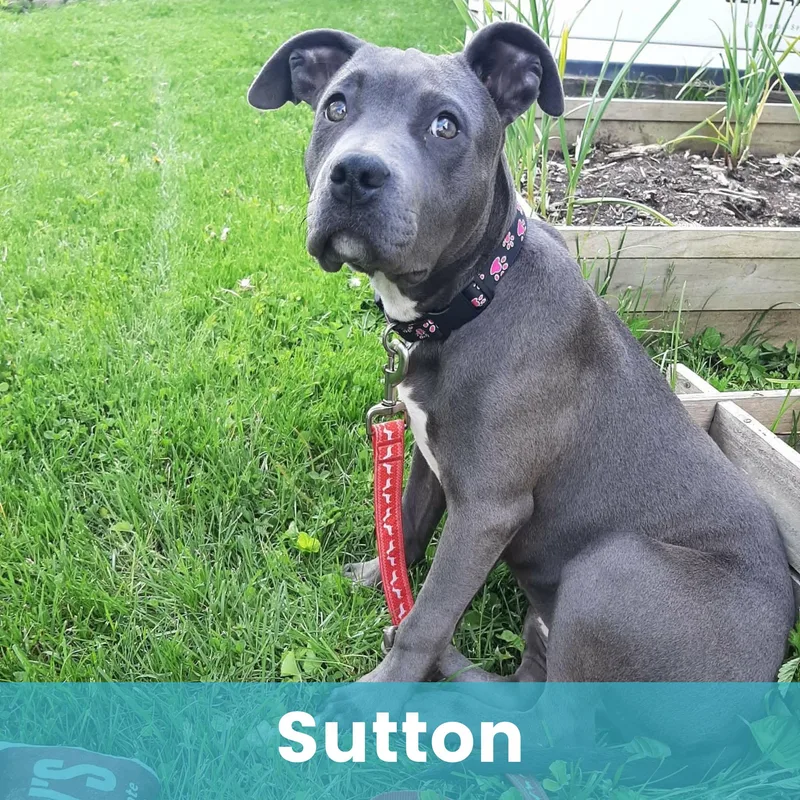 Sutton thumbnail 2