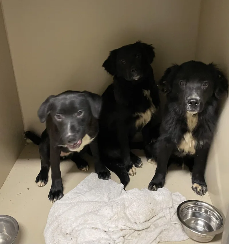 Chrissy Hold thumbnail 2