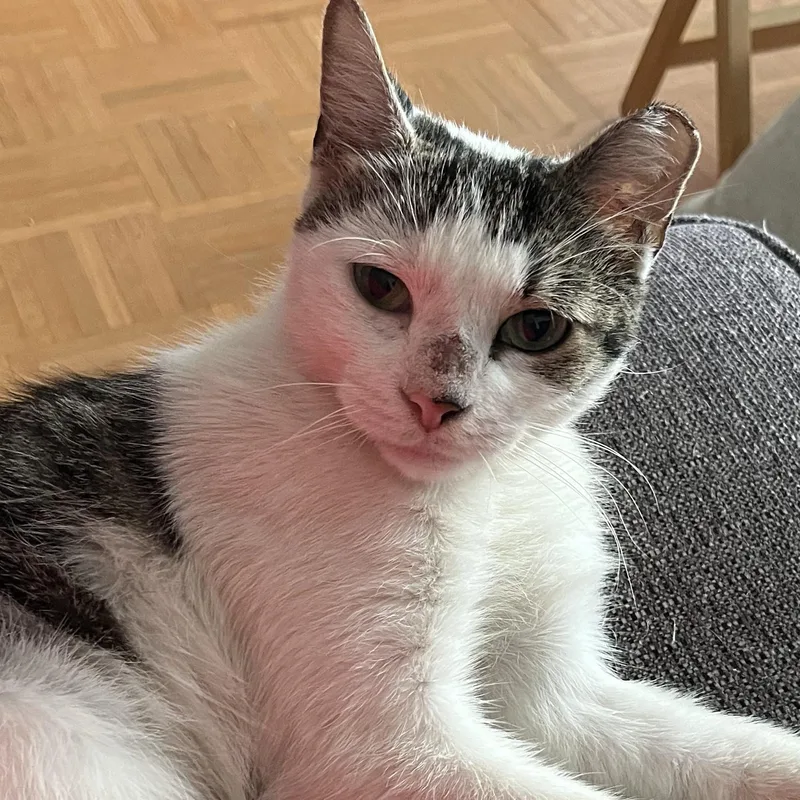 A young medium-sized female Buff / Tan / Fawn Domestic Short Hair cat named Kalina for adoption in New York, NY