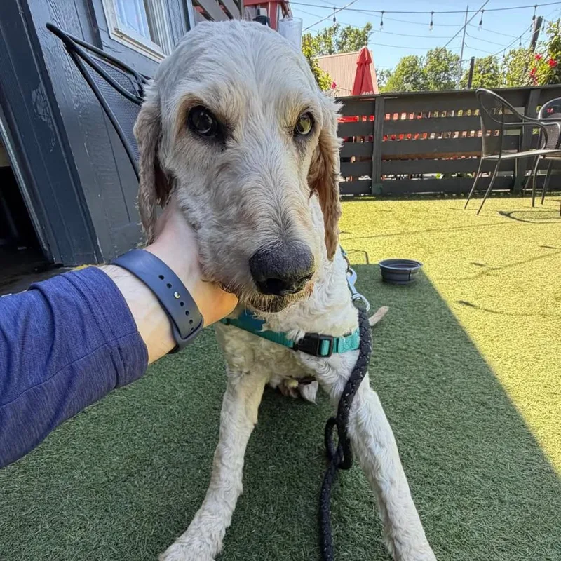 An adult medium-sized male White / Cream Poodle dog named Landry for adoption in Nashville, TN