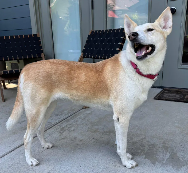 An adult medium-sized female Husky dog named Lil Bitnow Safe!!! for adoption in Franklin, TN