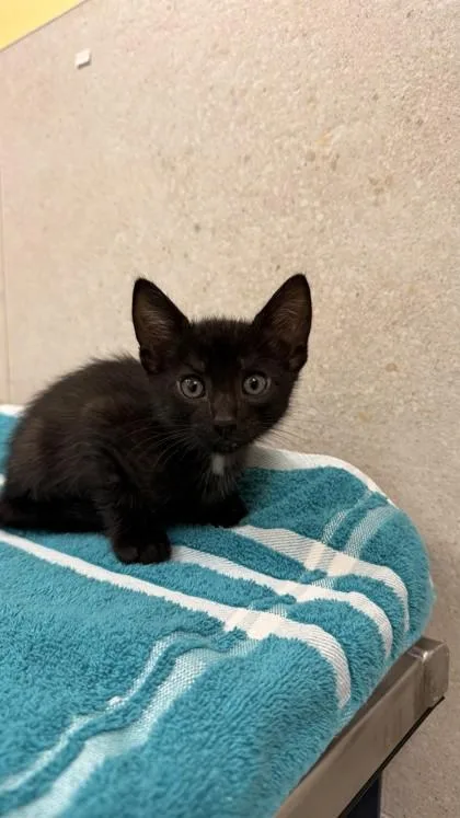 A baby small-sized male Domestic Short Hair cat named Black Jack for adoption in Honolulu, HI