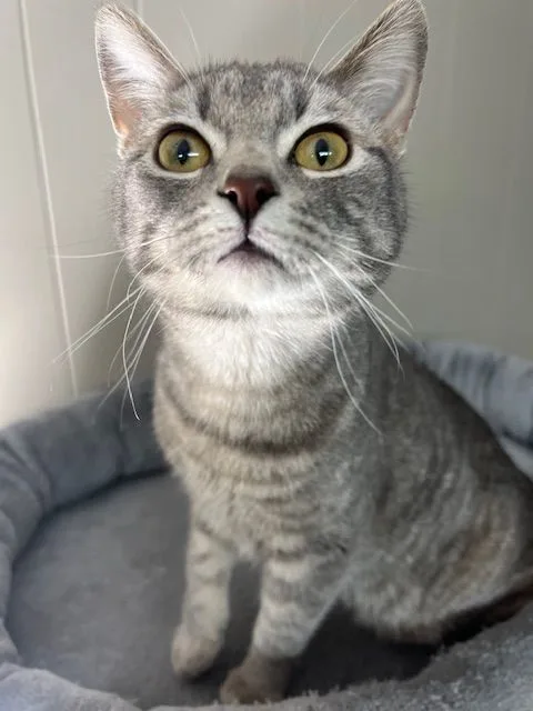 An adult medium-sized male Tabby (Gray / Blue / Silver) Domestic Short Hair cat named Bingo for adoption in Grand Forks, ND