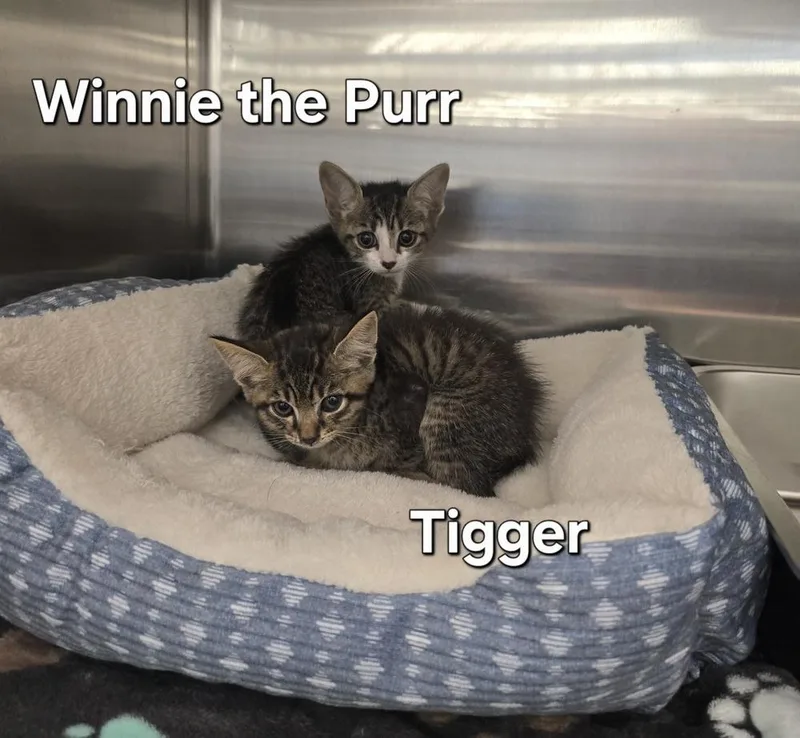 A baby small-sized male Tabby (Brown / Chocolate) Domestic Short Hair cat named Tigger for adoption in Ruskin, FL