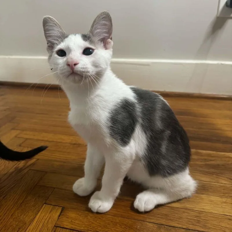 A baby medium-sized male Gray & White Domestic Short Hair cat named Muskrat for adoption in Tulsa, OK