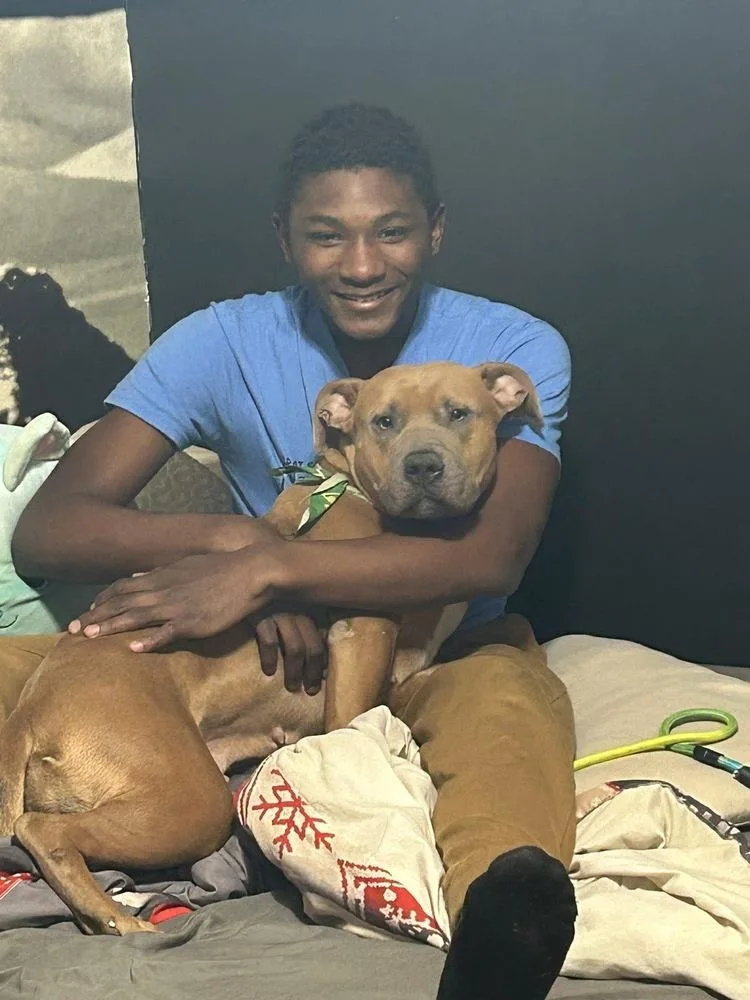 An adult medium-sized female Yellow / Tan / Blond / Fawn American Bully dog named Eileen for adoption in Tulsa, OK