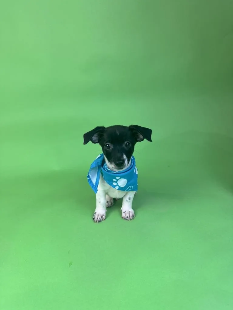 A baby small-sized male Black Rat Terrier dog named Scamander for adoption in Alvin, TX