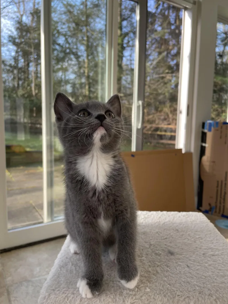 A baby medium-sized female Gray & White Domestic Short Hair cat named Lo Mein for adoption in Broomall, PA