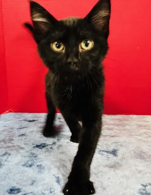 A baby medium-sized female Black Domestic Short Hair cat named June Bug for adoption in Hawk Point, MO
