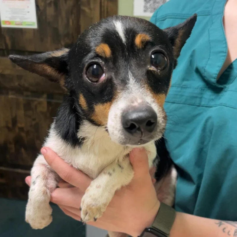 An adult small-sized male Chihuahua dog named Quinton for adoption in Chico, CA