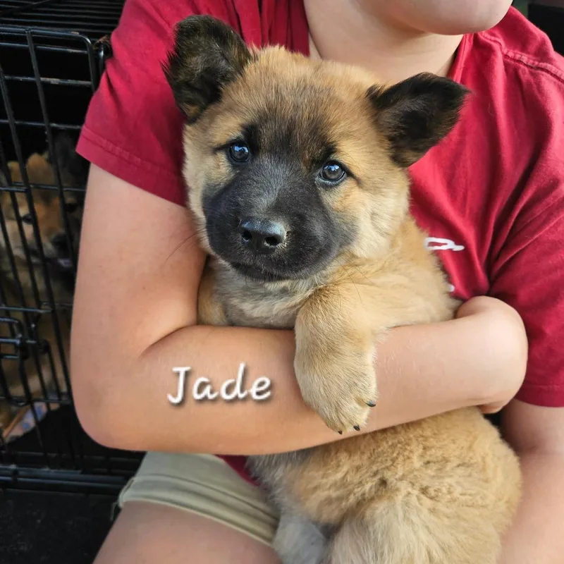 Jade