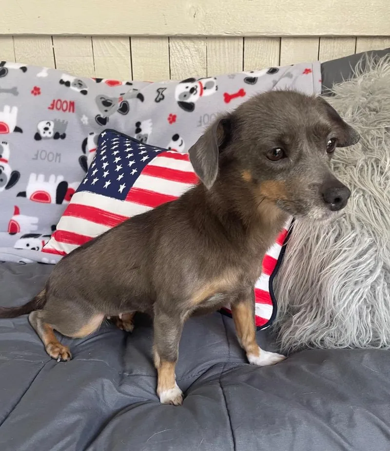 An adult small-sized female Rat Terrier dog named Starfire for adoption in Fort Worth, TX