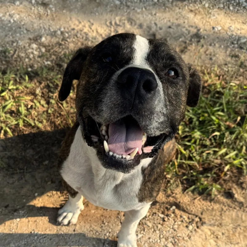 Meatball thumbnail 3