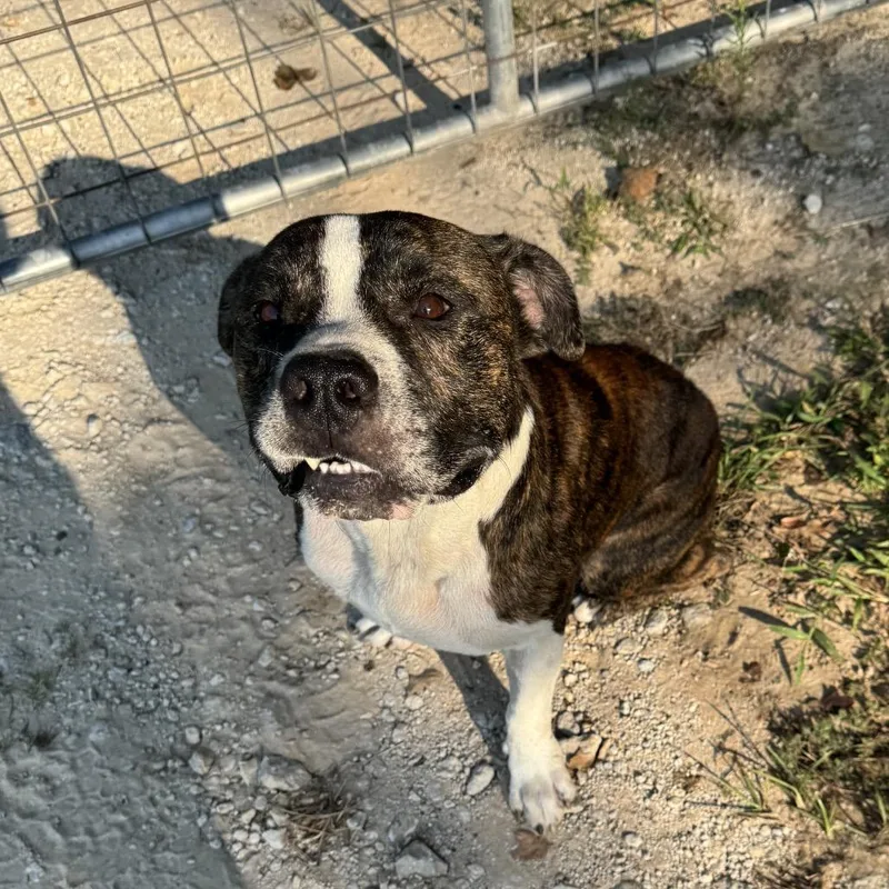 Meatball thumbnail 4