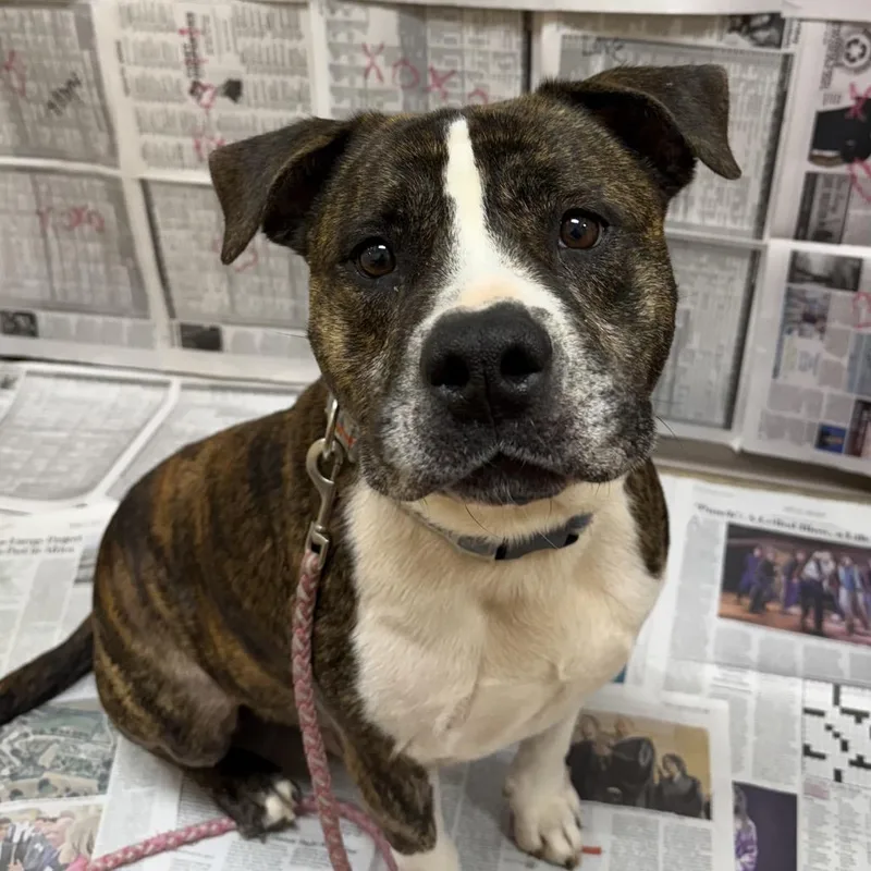 Meatball thumbnail 5