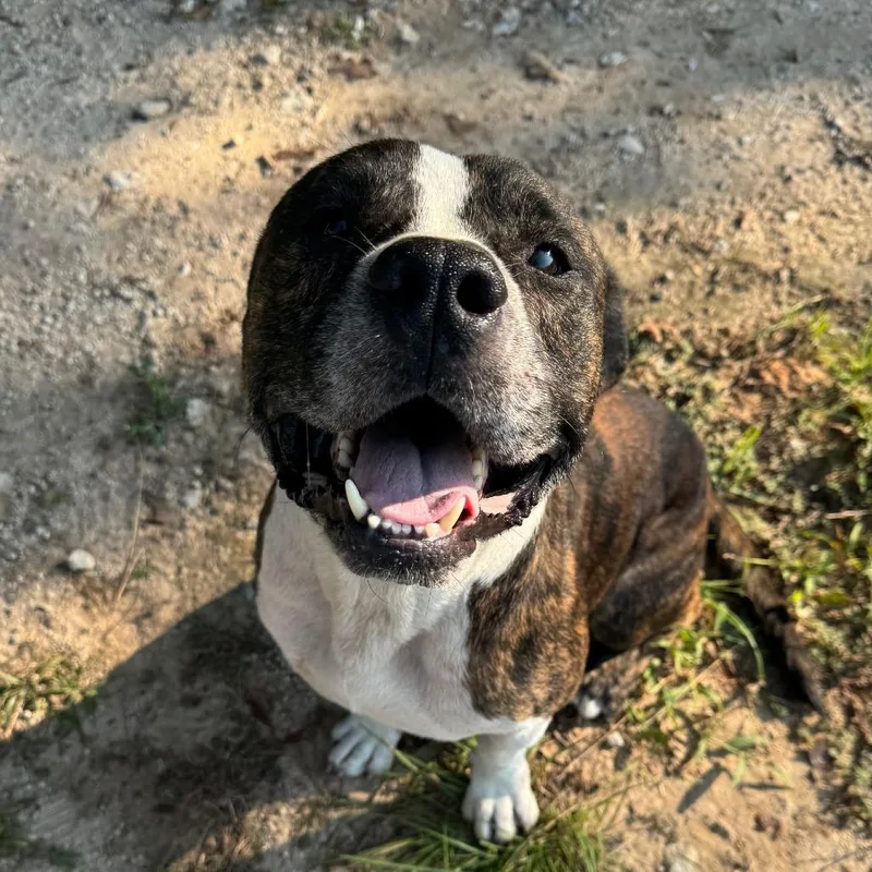 Meatball thumbnail 6