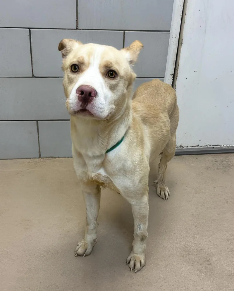 An adult medium-sized female Mixed Breed dog named Bernice for adoption in Nashville, TN