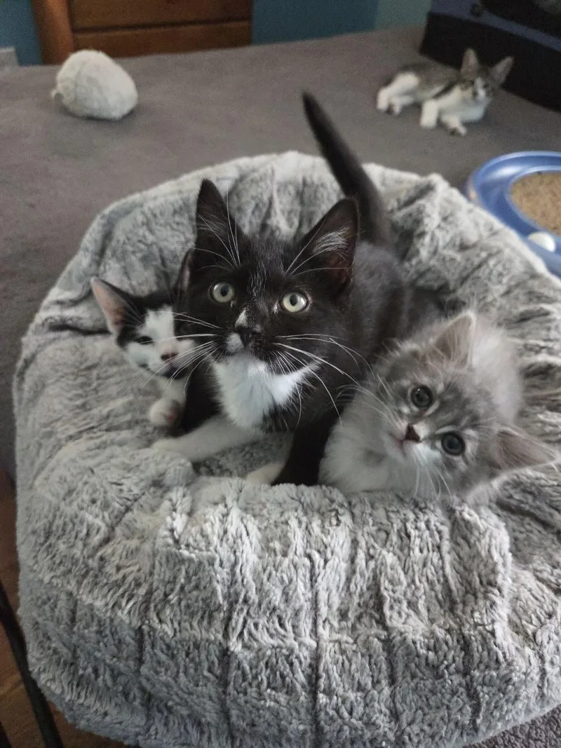 A baby medium-sized male Gray & White Domestic Long Hair cat named Grub for adoption in Royal Oak, MI
